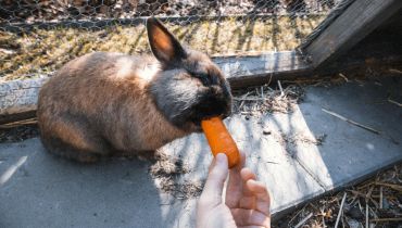 Hvad skal man bruge til en kanin?